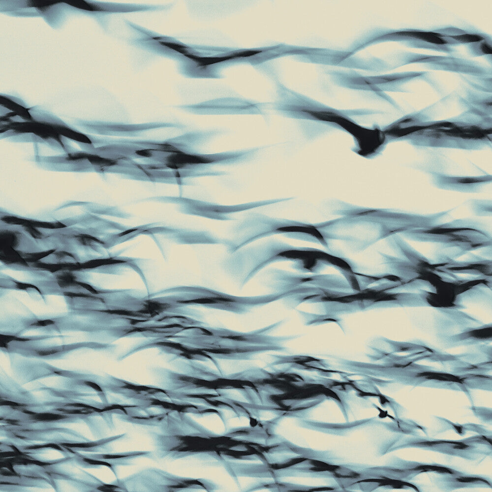 the album cover for Bellbird - Call