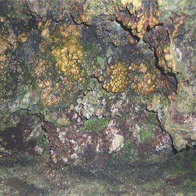 Elemental Disgrace (Vinyl) - Apocalypse Vinyl