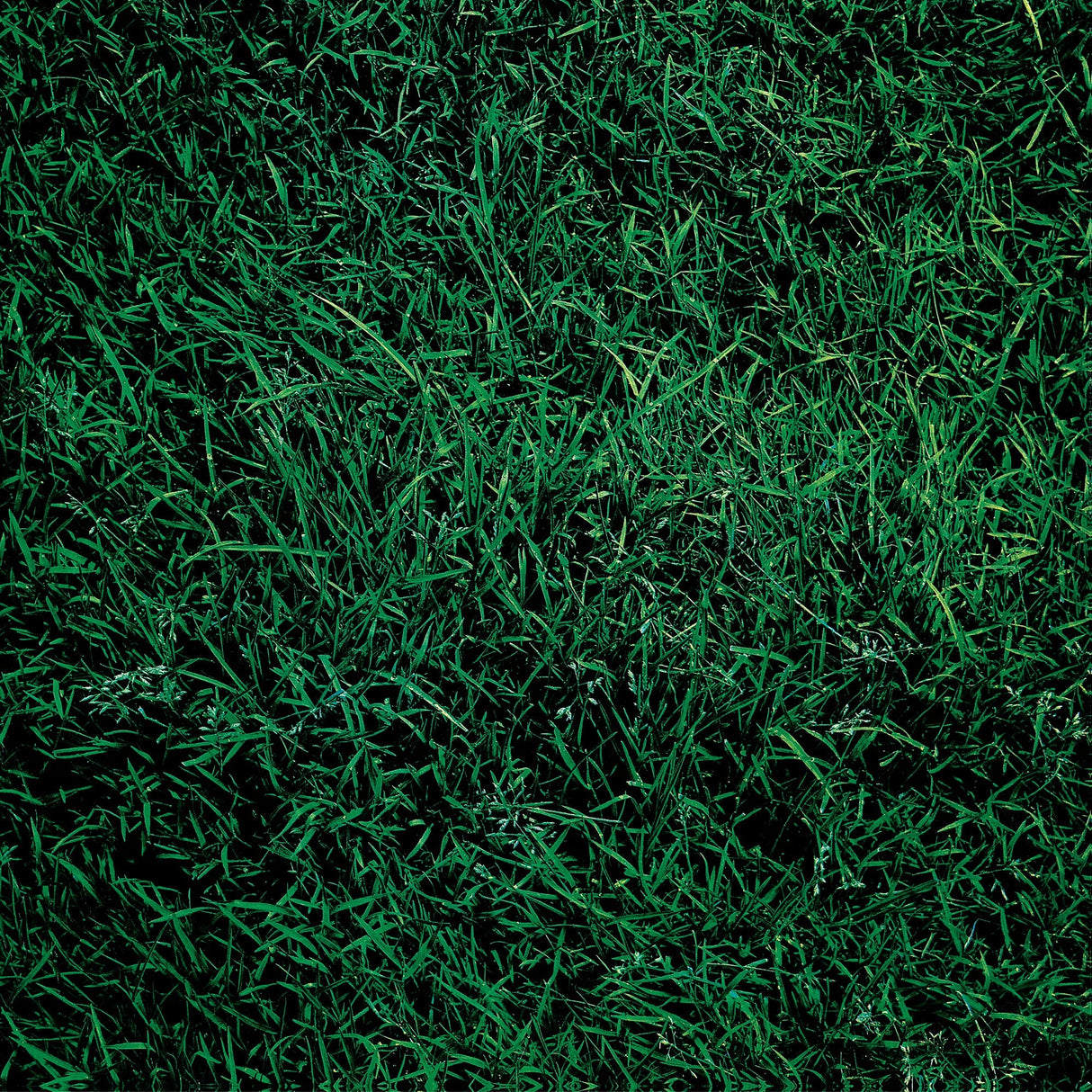 To Allen Ginsberg (Vinyl)