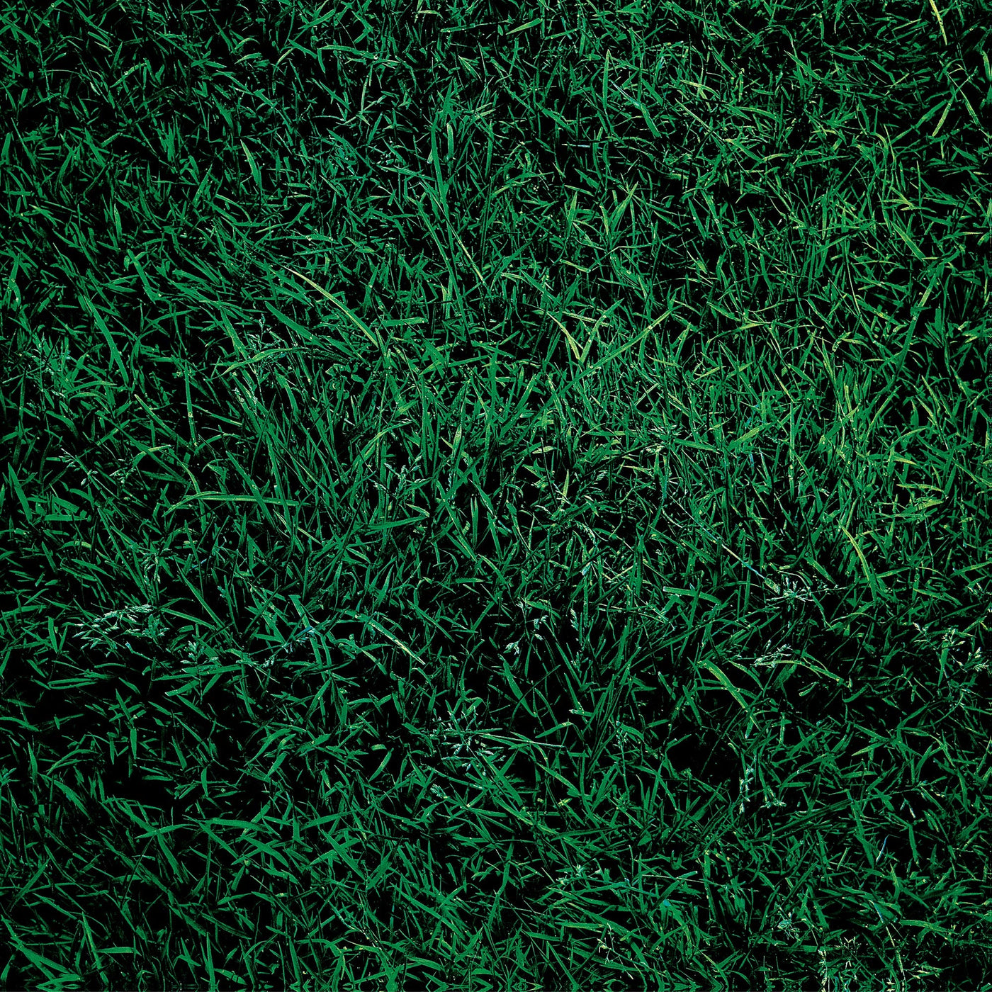 To Allen Ginsberg (Vinyl)