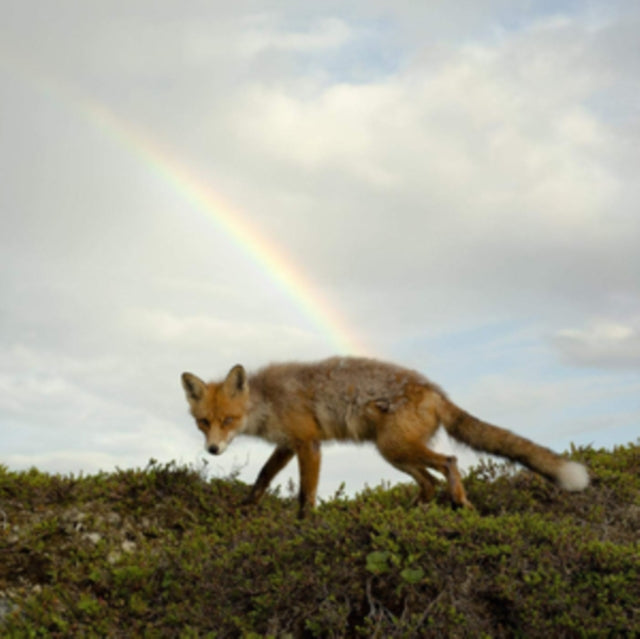 Buck Meek - Buck Meek (Translucent Green LP Vinyl)