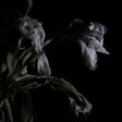 As We Cup Our Hands and Drink From the Stream of Our Ache [Vinyl]