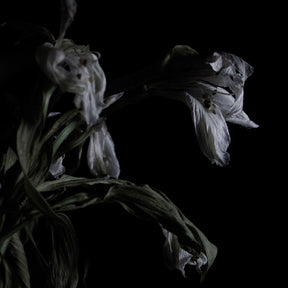 As We Cup Our Hands and Drink From the Stream of Our Ache [Vinyl]