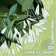 Cheer-Accident - Fringements One [CD]