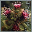 Burdocks [CD]
