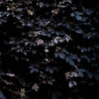 Vivid Flu [Vinyl]