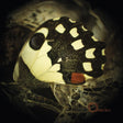 Music For Wastelands [CD]