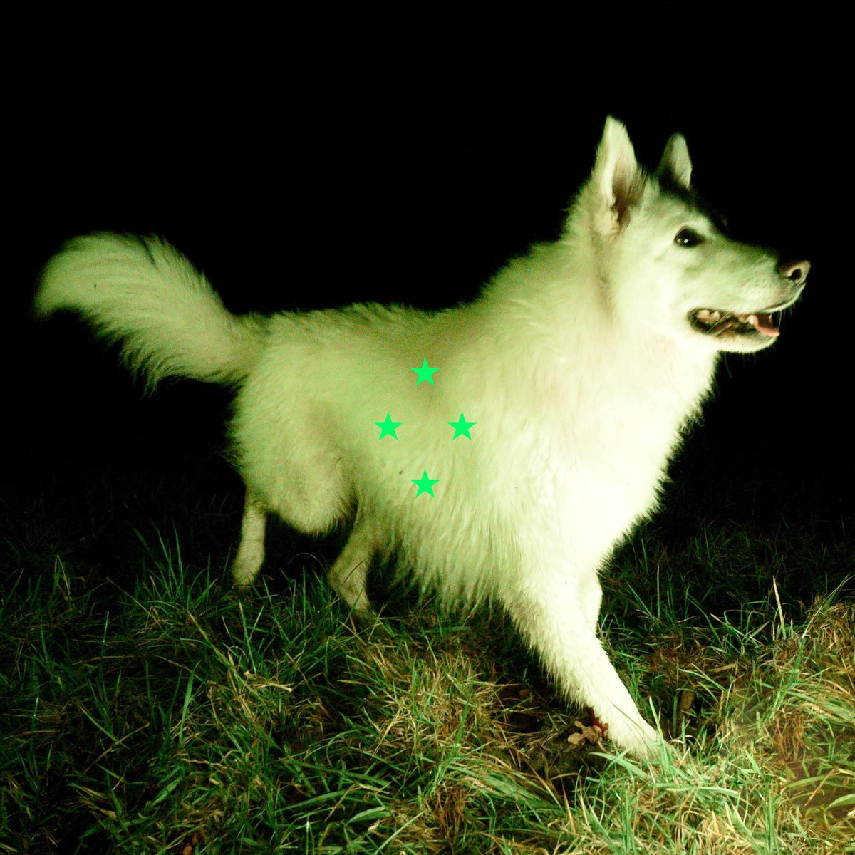 Compare What's There (FLUORESCENT GREEN VINYL) [Vinyl]