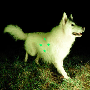Compare What's There (FLUORESCENT GREEN VINYL) [Vinyl]