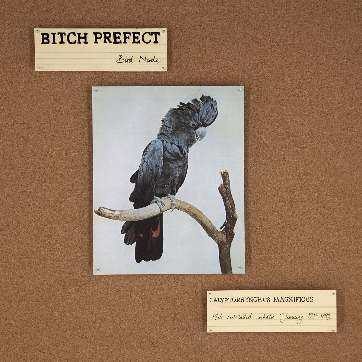 Bird Nerds [Vinyl]