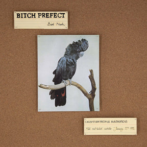 Bird Nerds [Vinyl]
