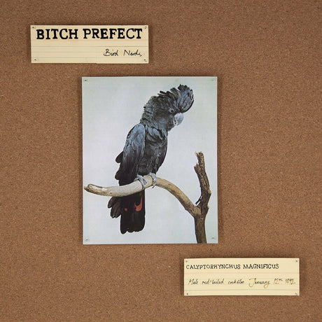 Bird Nerds [Vinyl]