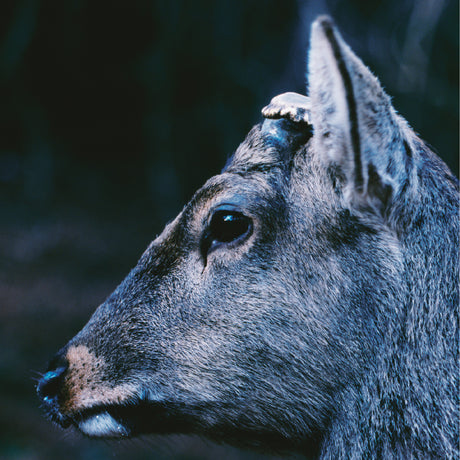 toe - the book about my idle plot on a vague anxiety ("DEER GLISTEN" BLUE VINYL) [Vinyl]