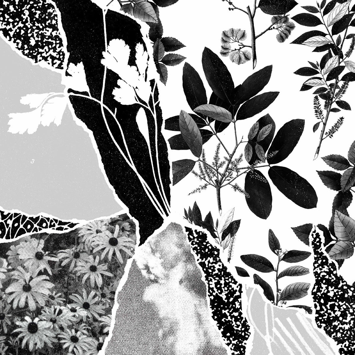 Mon herbier du monde entier [CD]