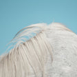 the album cover for Widowspeak - All Yours [Vinyl]