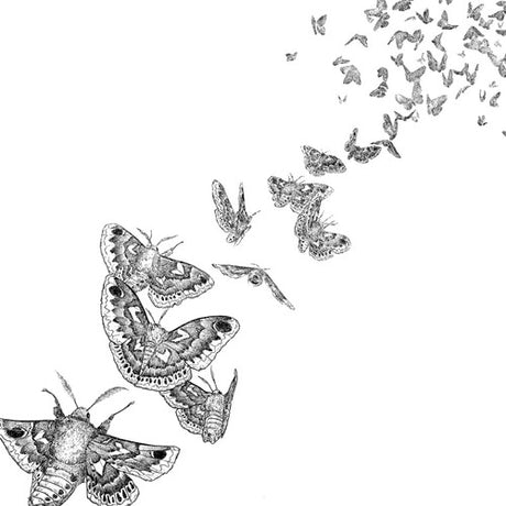 the album cover for Des Ark - Everything Dies [Colored Vinyl] [Download Included]