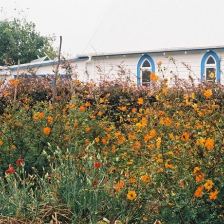 the album cover for Kane Strang - Blue Cheese