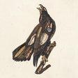 the album cover for Clutch - Book Of Bad Decisions [Limited Edition Picture Disc LP]