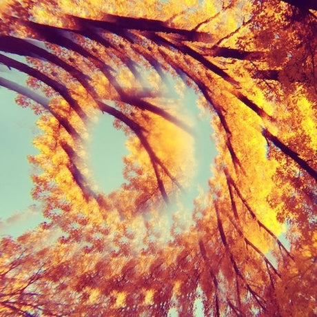 the album cover for Hawk & A Hacksaw - Forest Bathing