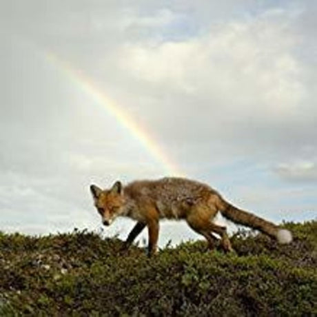 the album cover for Buck Meek - Buck Meek [Download Included]