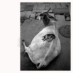 the album cover for Leo Abrahams / Ismaily,Shahzad - Visitations