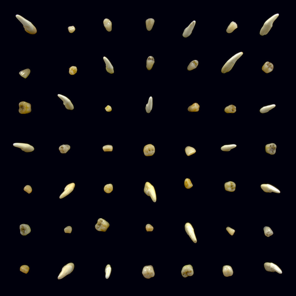 Visions Of Bodies Being Burned [CD]