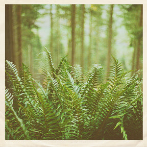 the album cover for Mtbrd - Just Visiting