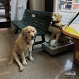 the album cover for Good Morning - The Option (Red)