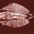 the album cover for Cerberus Shoal - Homb - Rouge [Colored Vinyl]