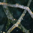 the album cover for Saaadon - Saaadon (Uk)