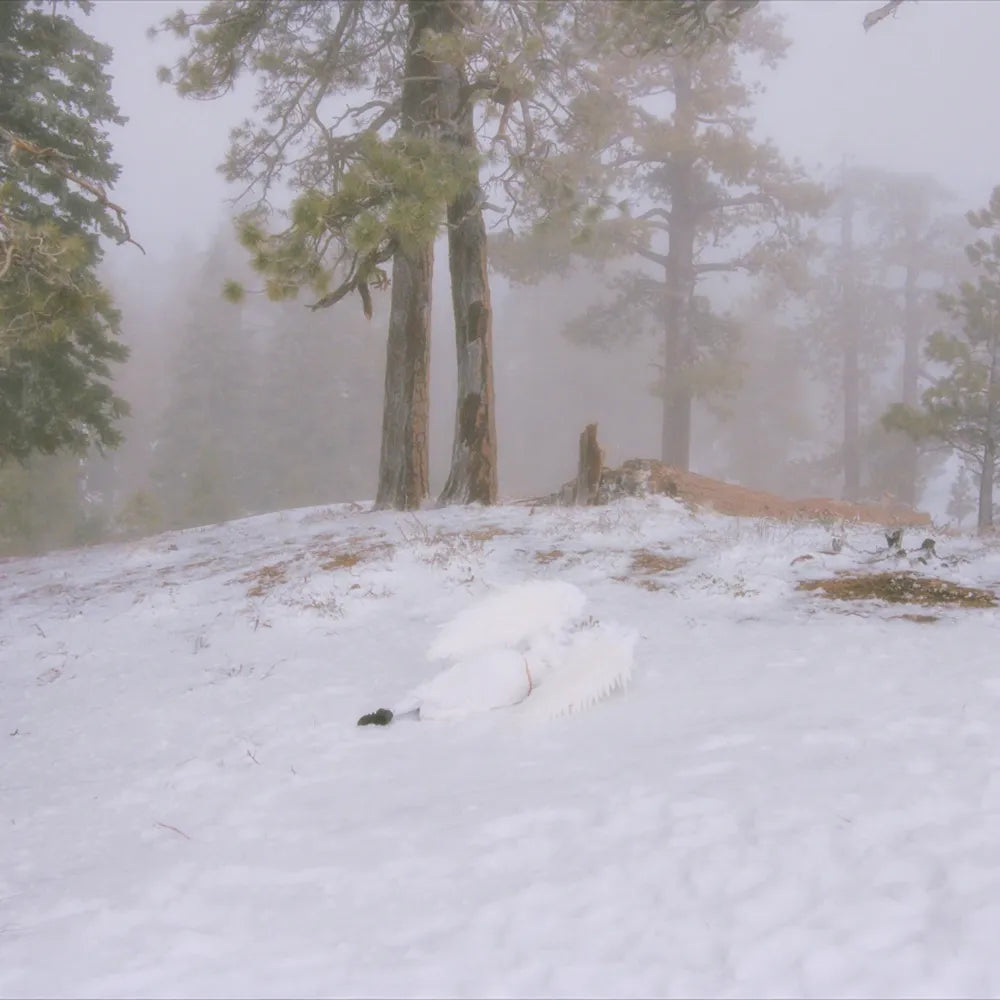 Pandora [Indie ExclusiveTranslucent Milky Clear 12inch EP]