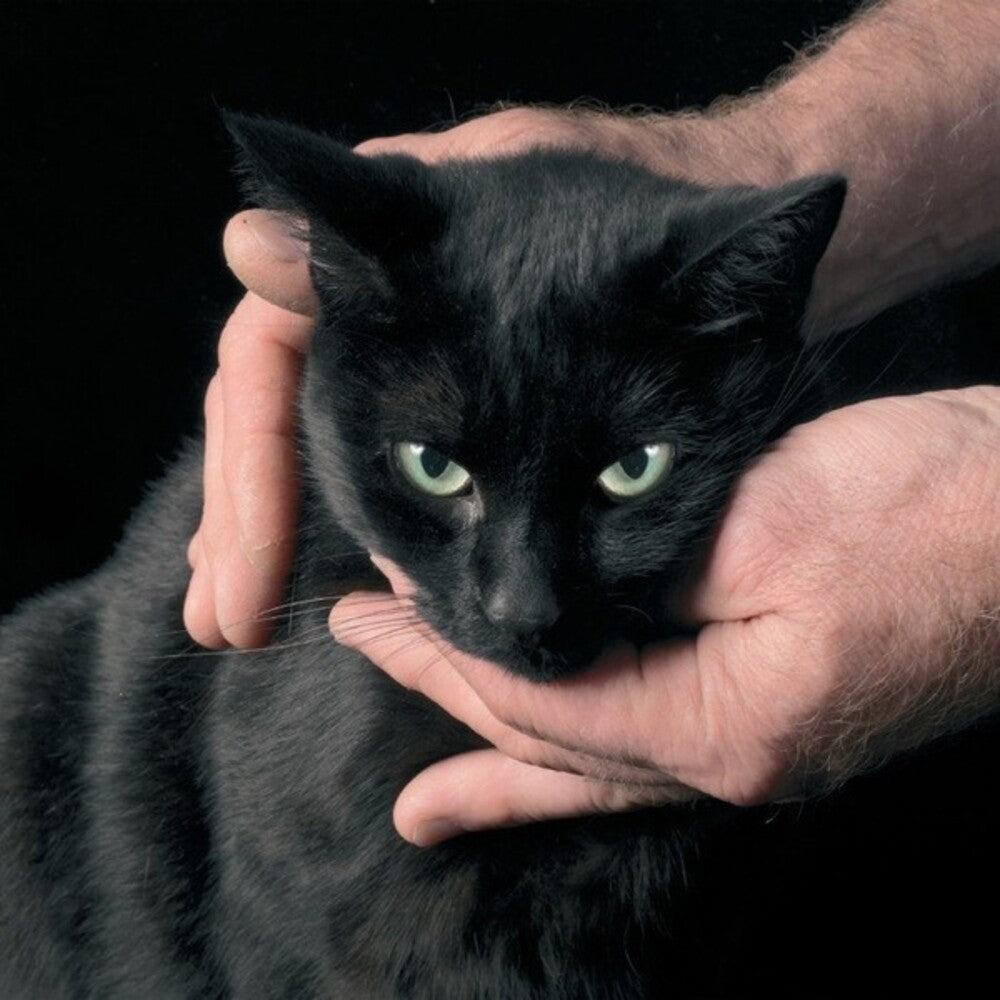 the album cover for Peter Kernel - White Death & Black Heart