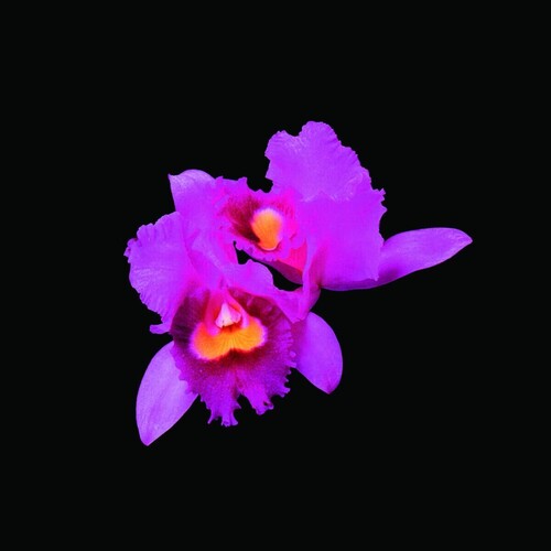 Orchid (CD)