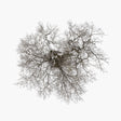 the album cover for John Metcalfe - Tree