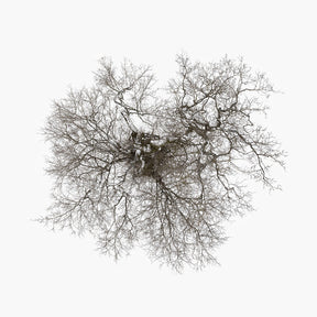 the album cover for John Metcalfe - Tree