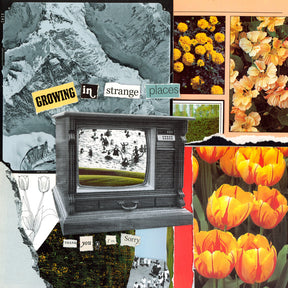 the album cover for Thank You, I'm Sorry - Growing In Strange Places - Orange Crush [Colored Vinyl]