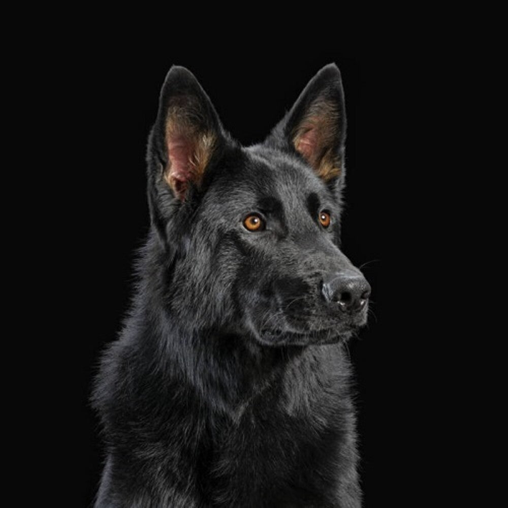 the album cover for Die Nerven - Die Nerven [Colored Vinyl] (Org) (Spa)