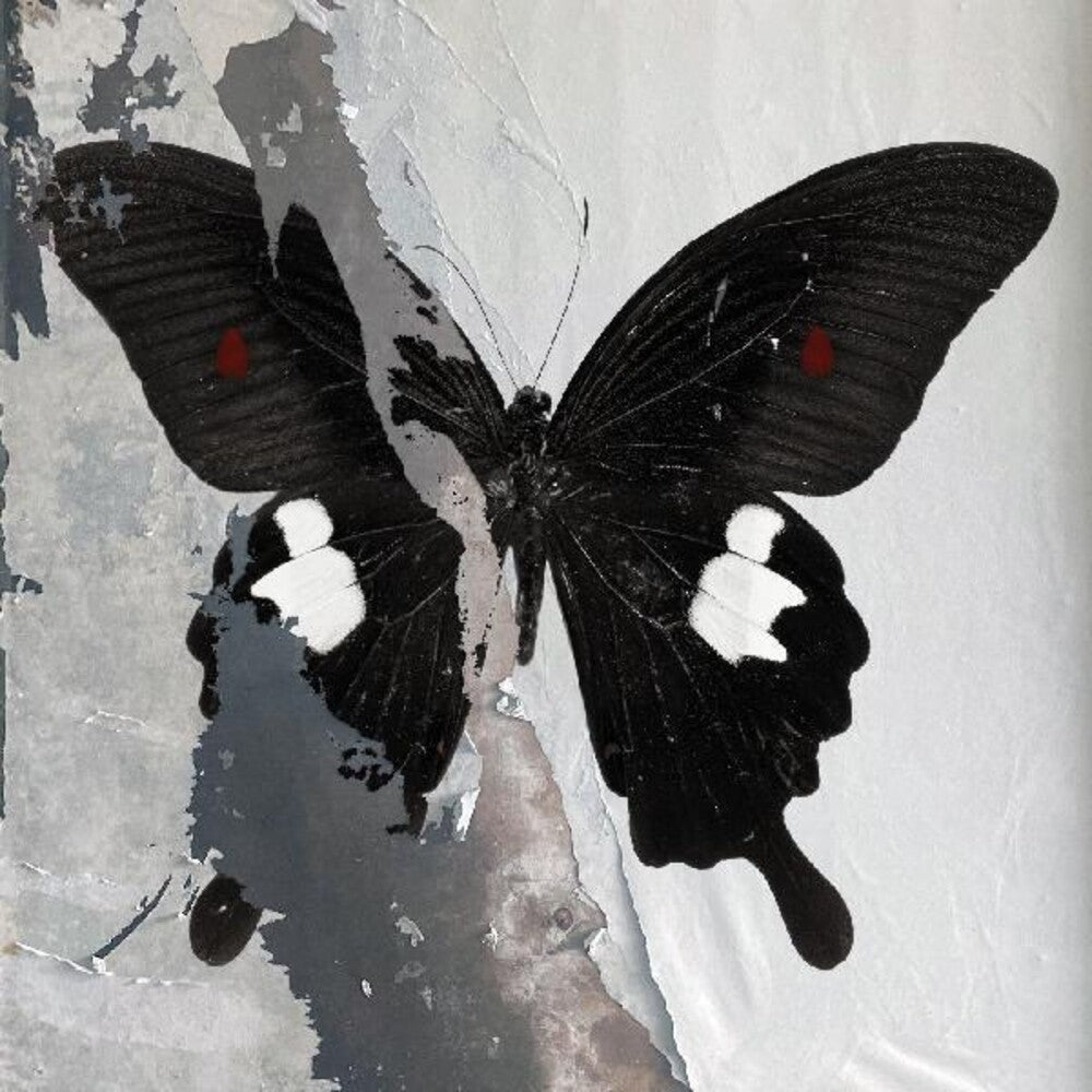 Paradise Now [Clear Vinyl] (Spla)