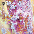 the album cover for Qoa - Sauco