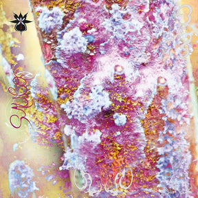 the album cover for Qoa - Sauco