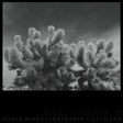 the album cover for Derek Monypeny  / Corcoran,Kevin - Abacomancy