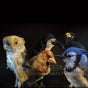 the album cover for Erikm / Pierre Bastien - Observations