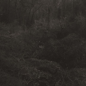 the album cover for Lesley Mok - Transient [Download Included]