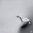 the album cover for Goosebytheway - Nature Boy [White]