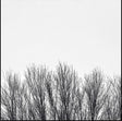 the album cover for Northwoods Improvisers - White Sky