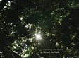 the album cover for Jem Finer  / Matthias,John - Almost Starlight