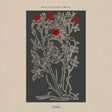 the album cover for Hallelujah Trial - Hallelujah Trial