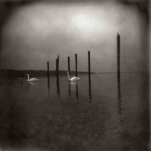 Conference Of The Birds (Vinyl)