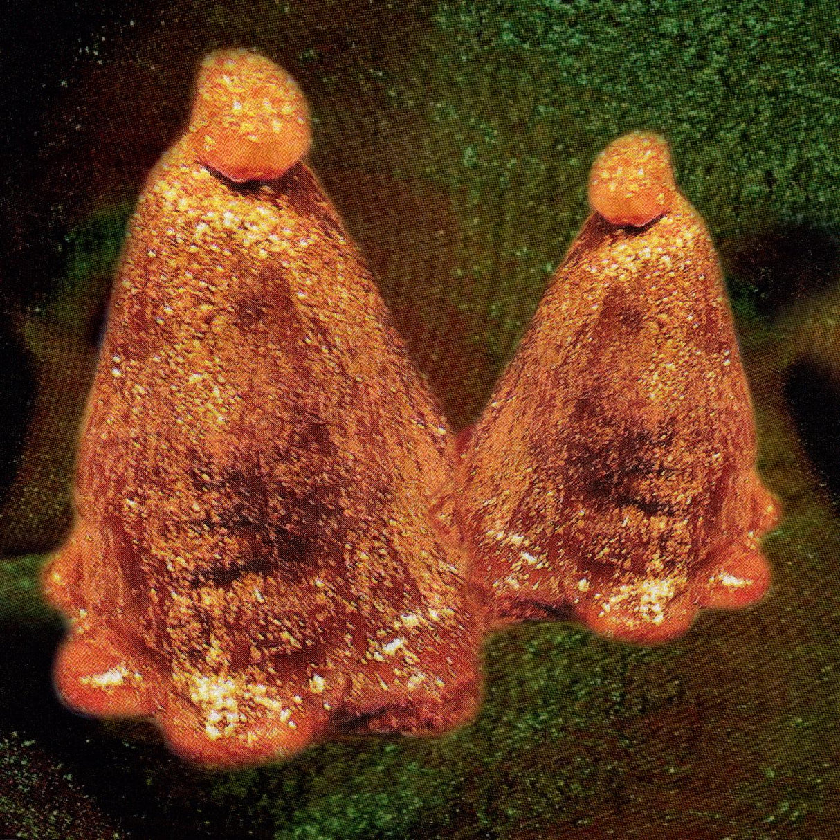 Oocyte Oil & Stolen Androgens (Vinyl)