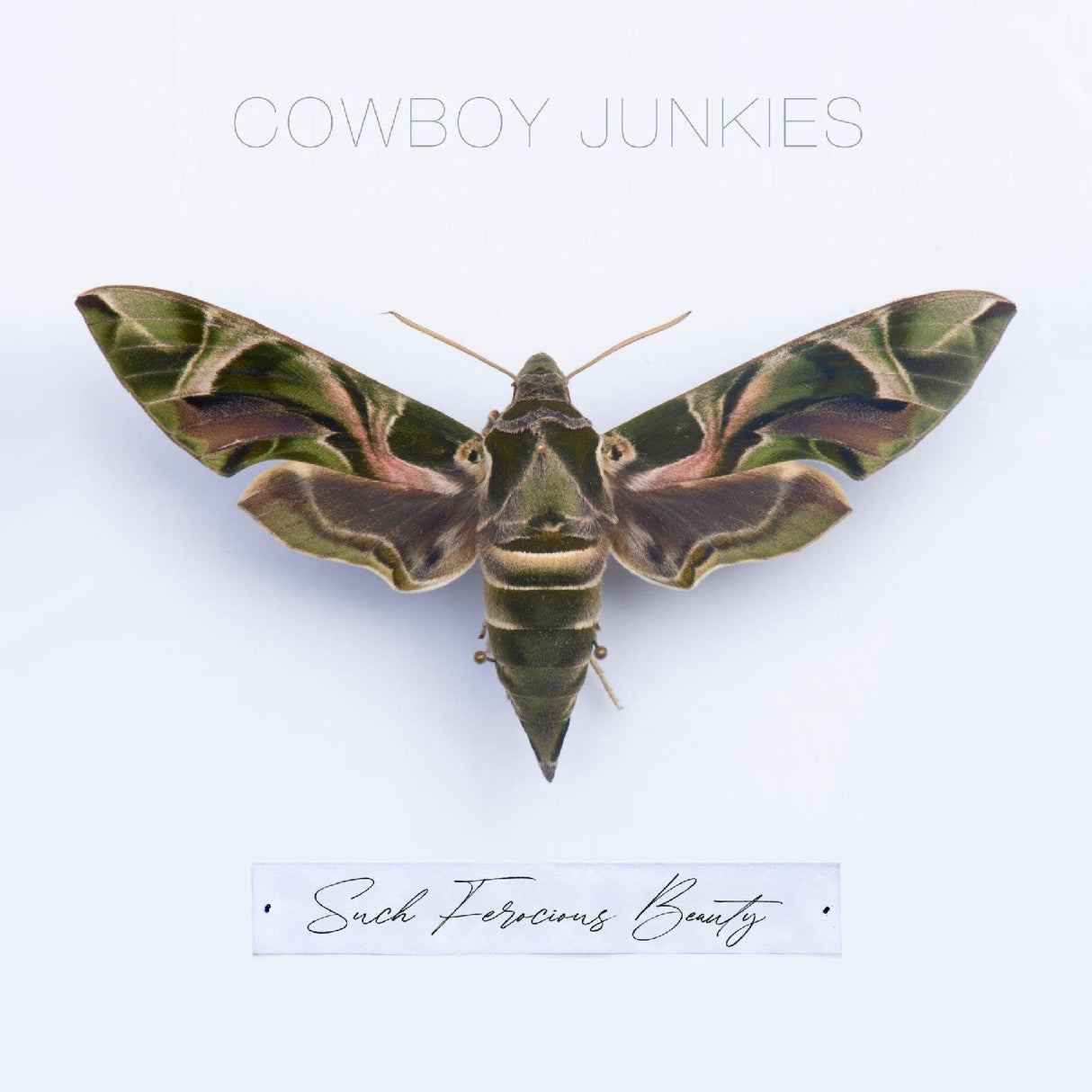 Cowboy Junkies - Such Ferocious Beauty (Tan Translucent Vinyl) [Vinyl]